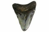 Bargain, Fossil Megalodon Tooth - North Carolina #153130-1